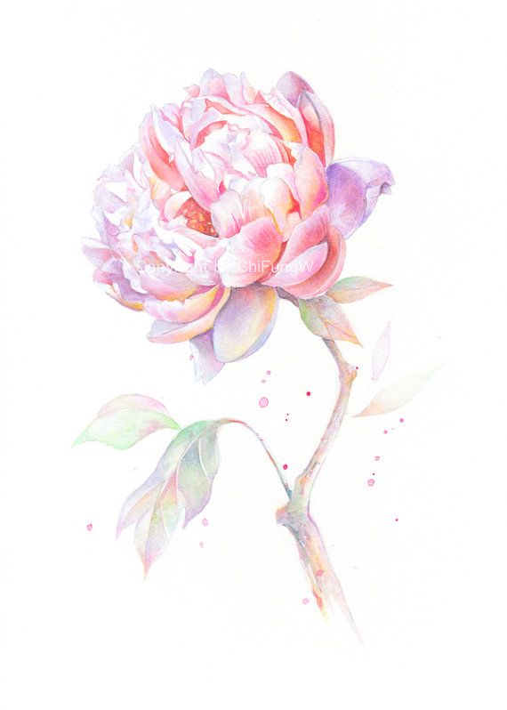 Light Pink Watercolor At Getdrawings Free Download