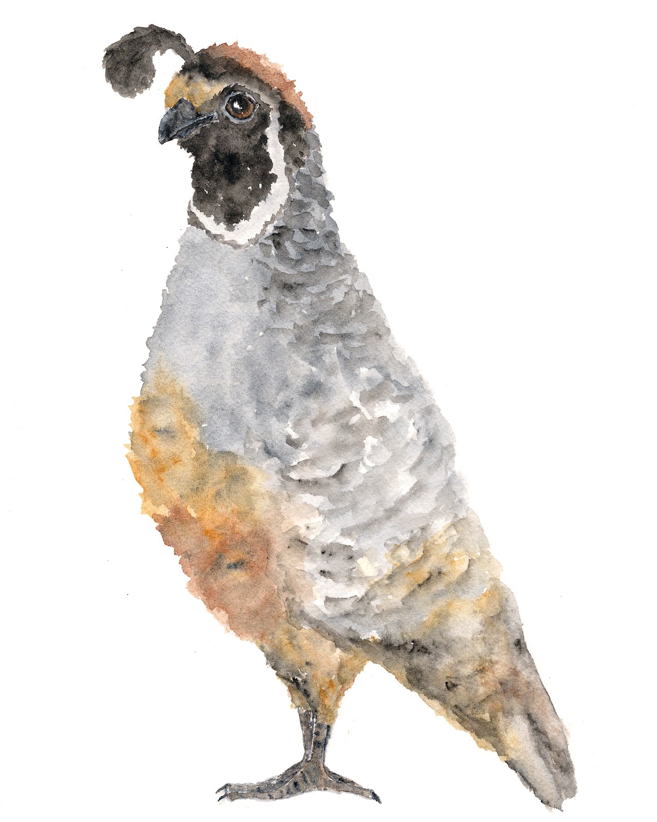 Quail Watercolor at GetDrawings | Free download