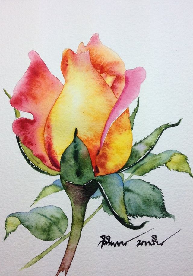 Watercolor Painting of a beautiful white pink rose - Watercolor