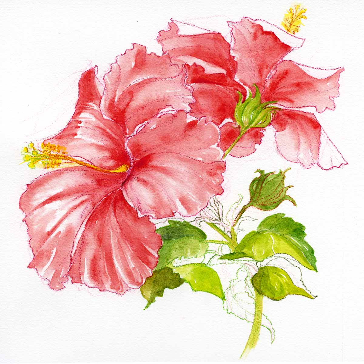 watercolor-pencil-flowers-at-getdrawings-free-download