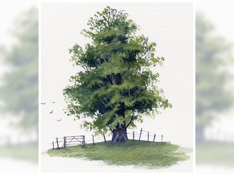 Watercolor Trees For Beginners At Getdrawings 