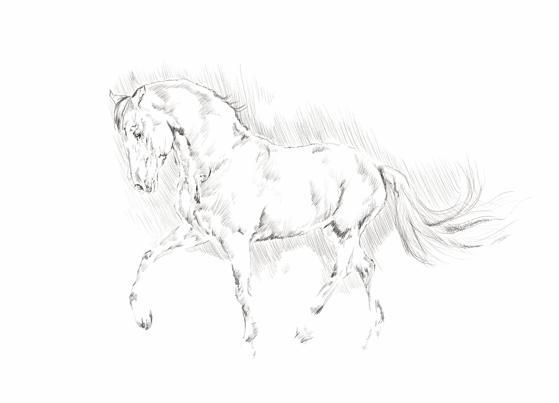A horse drawn by using hatching drawing technique