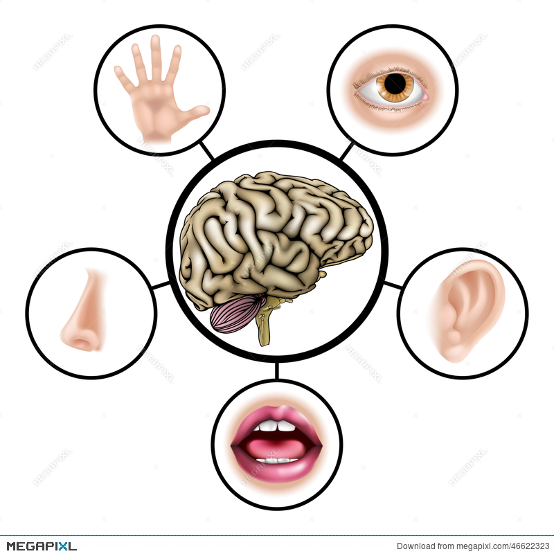 800x803 Five Senses Brain Illustration 46622323
