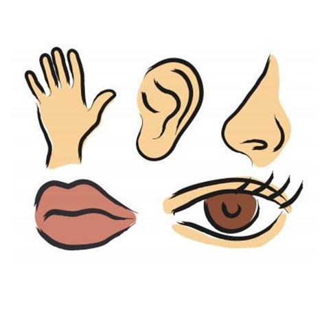 485x485 The Five Senses Present