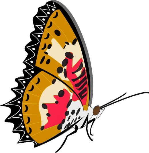 520x532 Butterfly Clip Art 170 Best Free Clip Art Amp Drawings