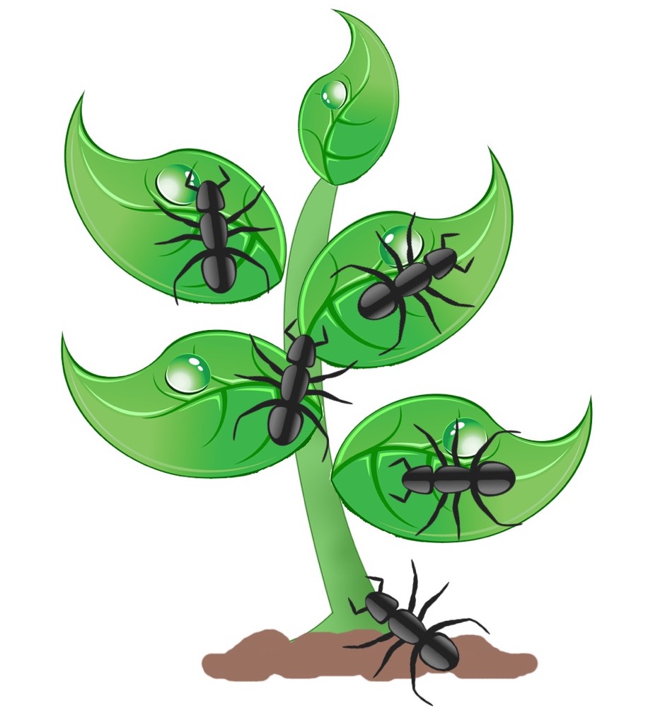 916x1007 Collection Of Acacia Clipart