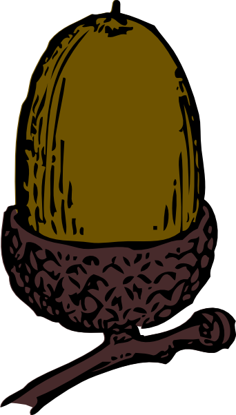 342x602 Acorn Clip Art Free Vector 4vector