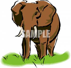 300x288 An Elephant Walking In Grass