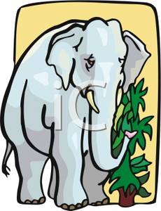 230x300 An Elephant Eating Leaves