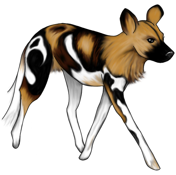 577x574 Wild Dog Clipart Savanna