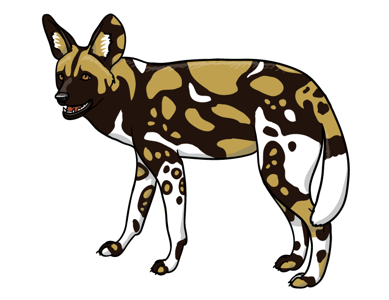 792x612 African Wild Dog By Silvercrossfox