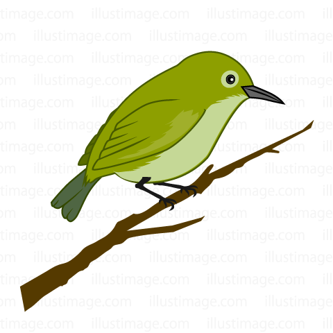 480x480 Free Bush Warbler Cartoon Amp Clipart Amp Graphics [Ii]