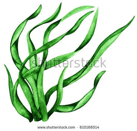 450x430 Pond Weeds Clip Art