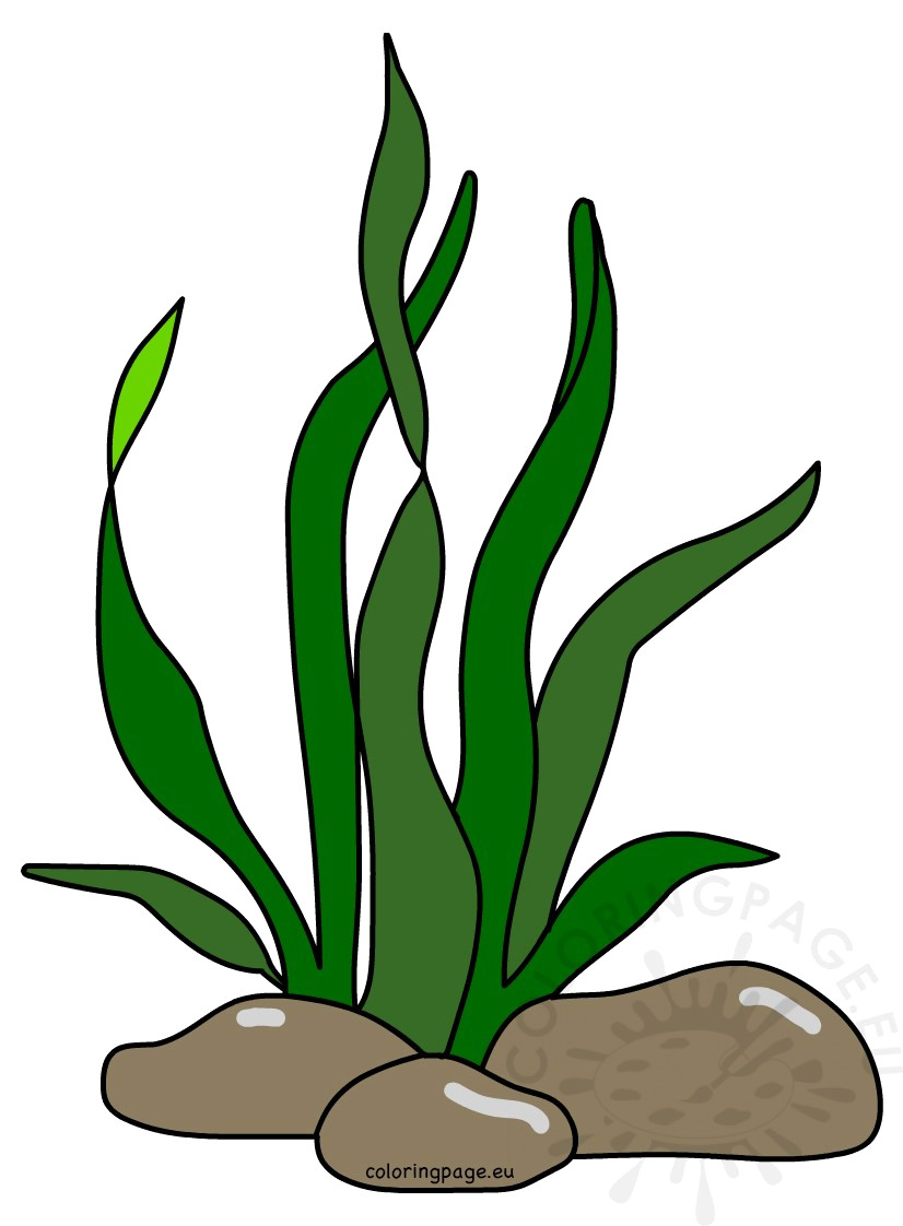 826x1122 Seaweed Clip Art