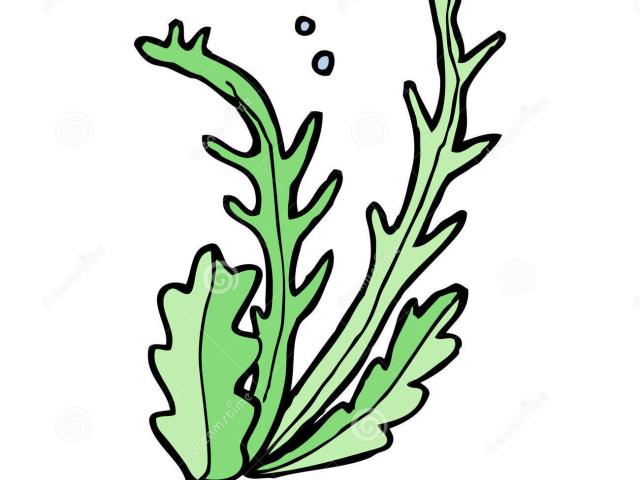 640x480 Seaweed Clipart Algae