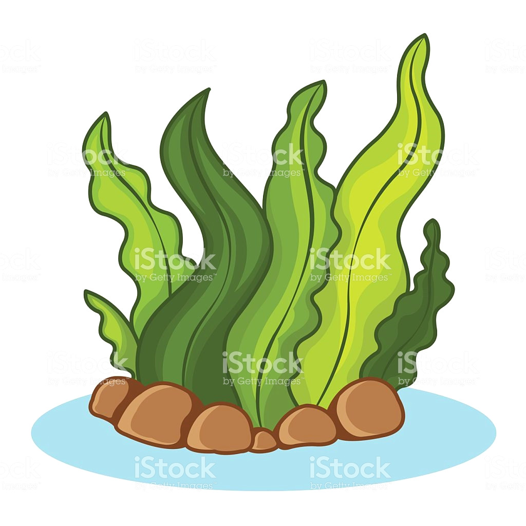 Algae Clipart at GetDrawings | Free download