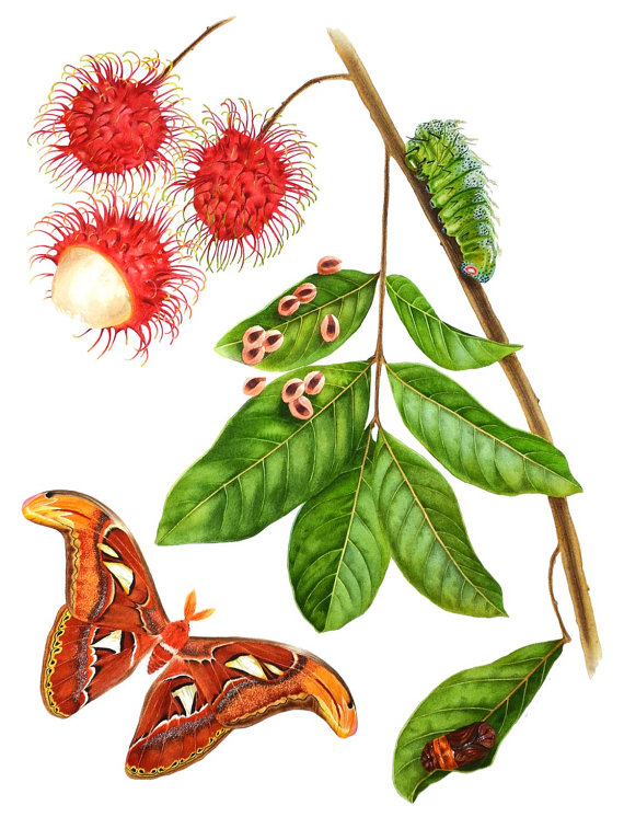 570x767 Cherry Tree Clipart