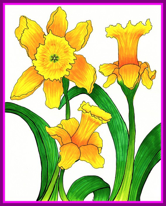 568x704 Amazing Collection Of Amaryllis Family On Clip Art Library Picture