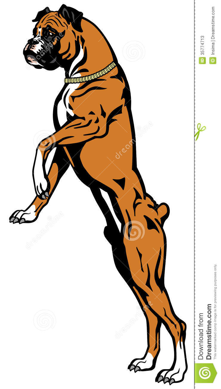 741x1300 Boxer Bulldog Clipart, Explore Pictures