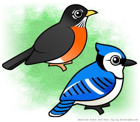 460x400 Com Launched American Robin, Jay And Robins