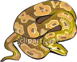 300x242 Pythons Clipart