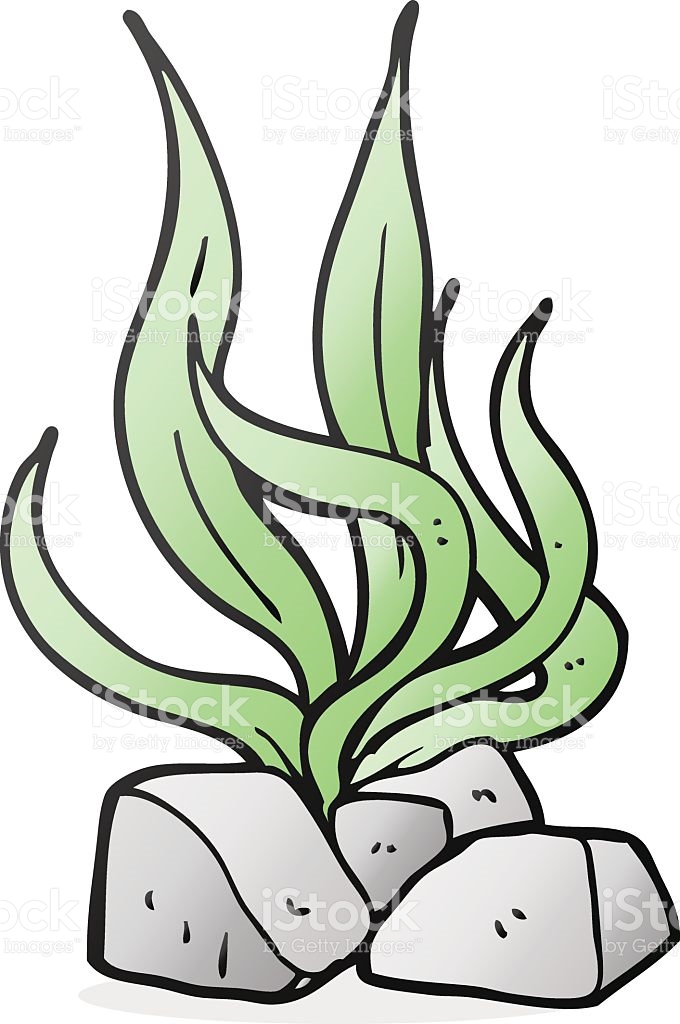 680x1024 Seaweed Clipart Clip Art