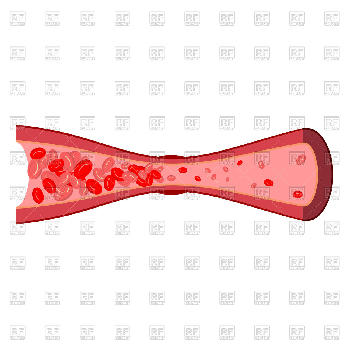 1200x1200 Anatomical Human Blood Vessels Set Royalty Free Vector Clip Art