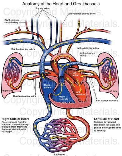 391x500 Anatomy Clipart Pathophysiology