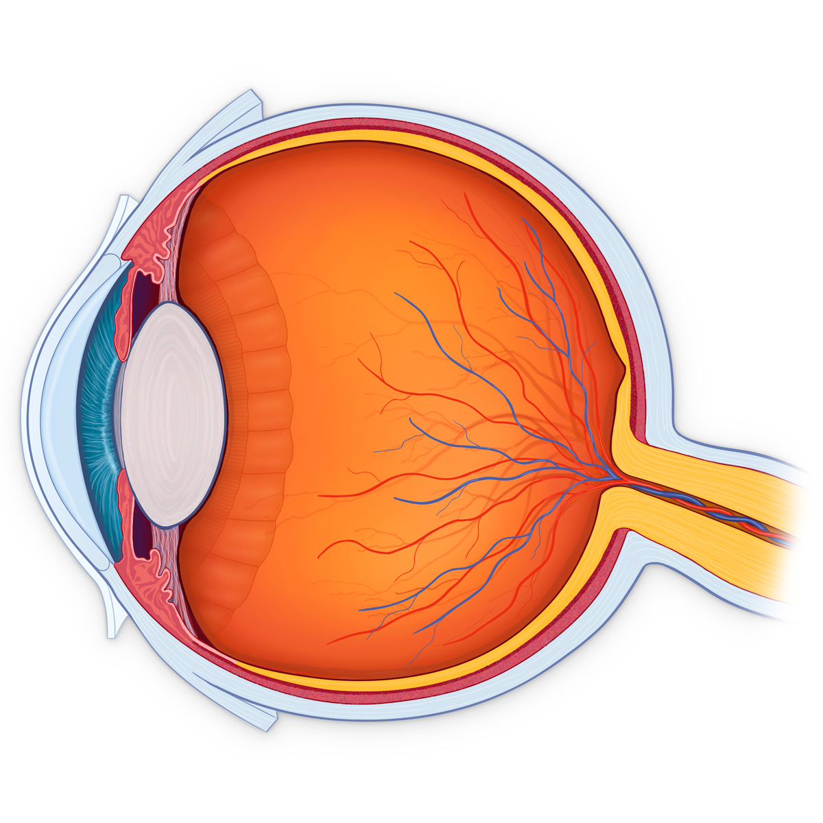1200x1200 Atemberaubend Anatomy The Eye Fotos