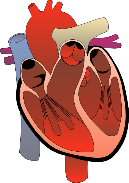 420x595 Clipart Heart Medical Diagram Clip Art Free Vector 4vector