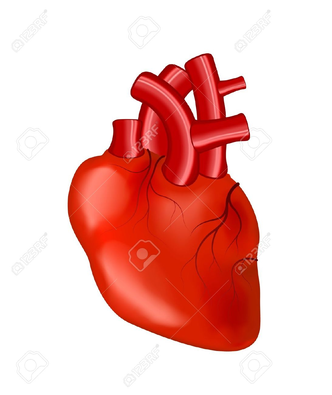 1093x1300 Heart Anatomy Organ Clip Art