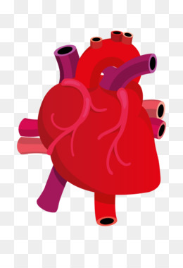 260x380 Heart Drawing Anatomy Clip Art