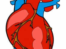 220x165 Anatomical Heart Clipart Free To Use Public Domain Anatomy Clip
