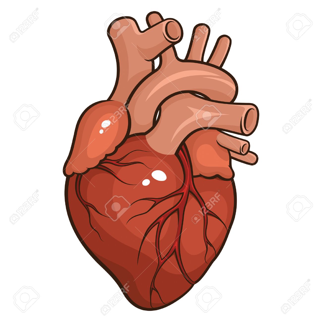 1300x1300 Clipart Heart Anatomy Anatomical Human Clip Art Photo