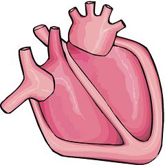 240x240 Human Heart Clip Art Clipart Panda