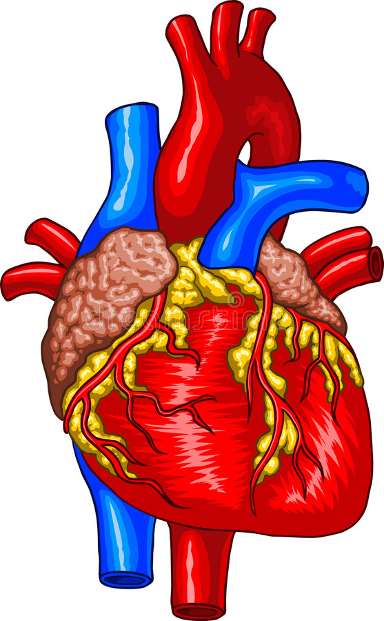 557x900 Human Heart Clipart