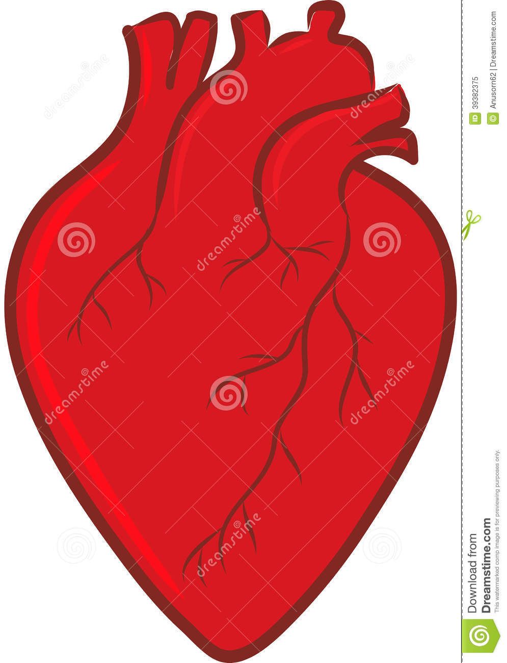 995x1300 Pix For Gt Simple Anatomical Heart Illustration Pattern
