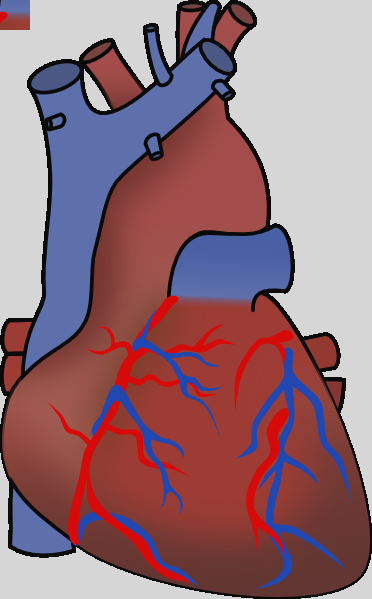 372x599 Anatomical Heart Clip Art