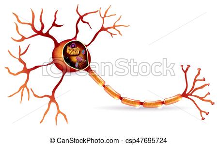 450x298 Neuron And Organelles. Neuron, Nerve Cell Detailed Anatomy