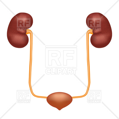 400x400 Urinary System Anatomy Isolated Photo Realistic Illustration