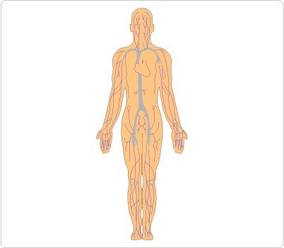402x351 101 Best Human Body Clip Art Images On Clip Art, Human