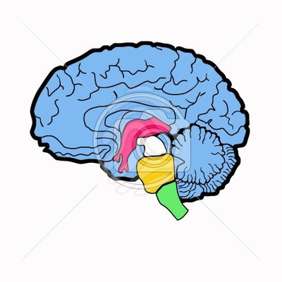 400x400 Clip Art Anatomy Scheme Of Clipart Panda