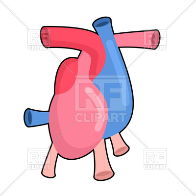 400x400 Heart Anatomy Body Royalty Free Vector Clip Art Image