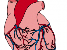 220x165 Anatomical Heart Clipart Free To Use Public Domain Anatomy Clip