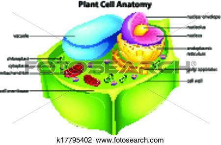 450x297 Top 92 Plant Cell Clip Art