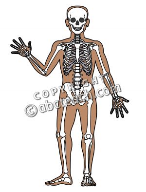 300x394 Ulna Clipart