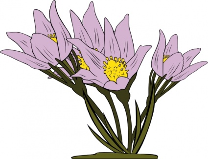 425x326 Free Download Of Anemone Patens Clip Art Vector Graphic