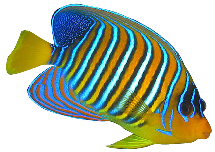 434x307 Angel Fish Clip Art