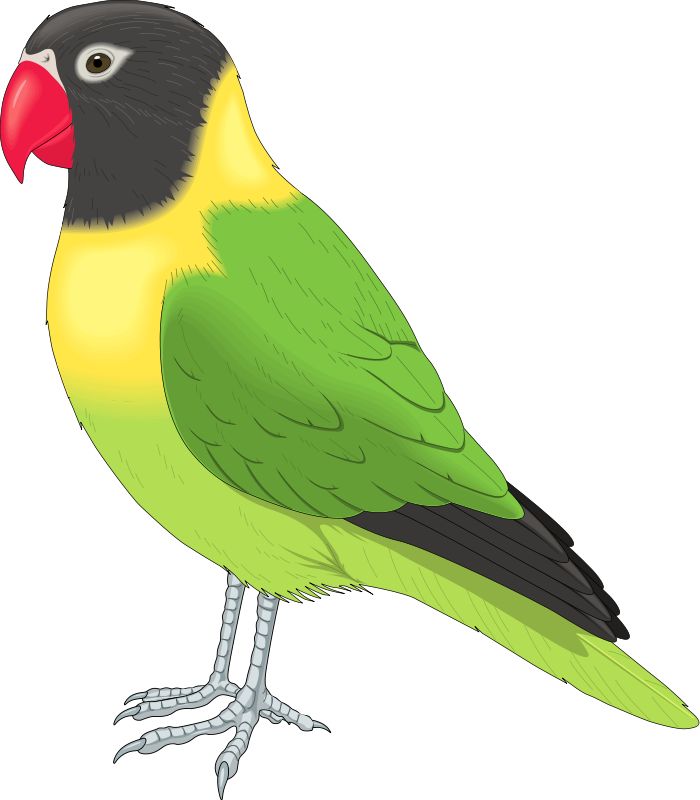 700x800 Finch Clipart Love Bird