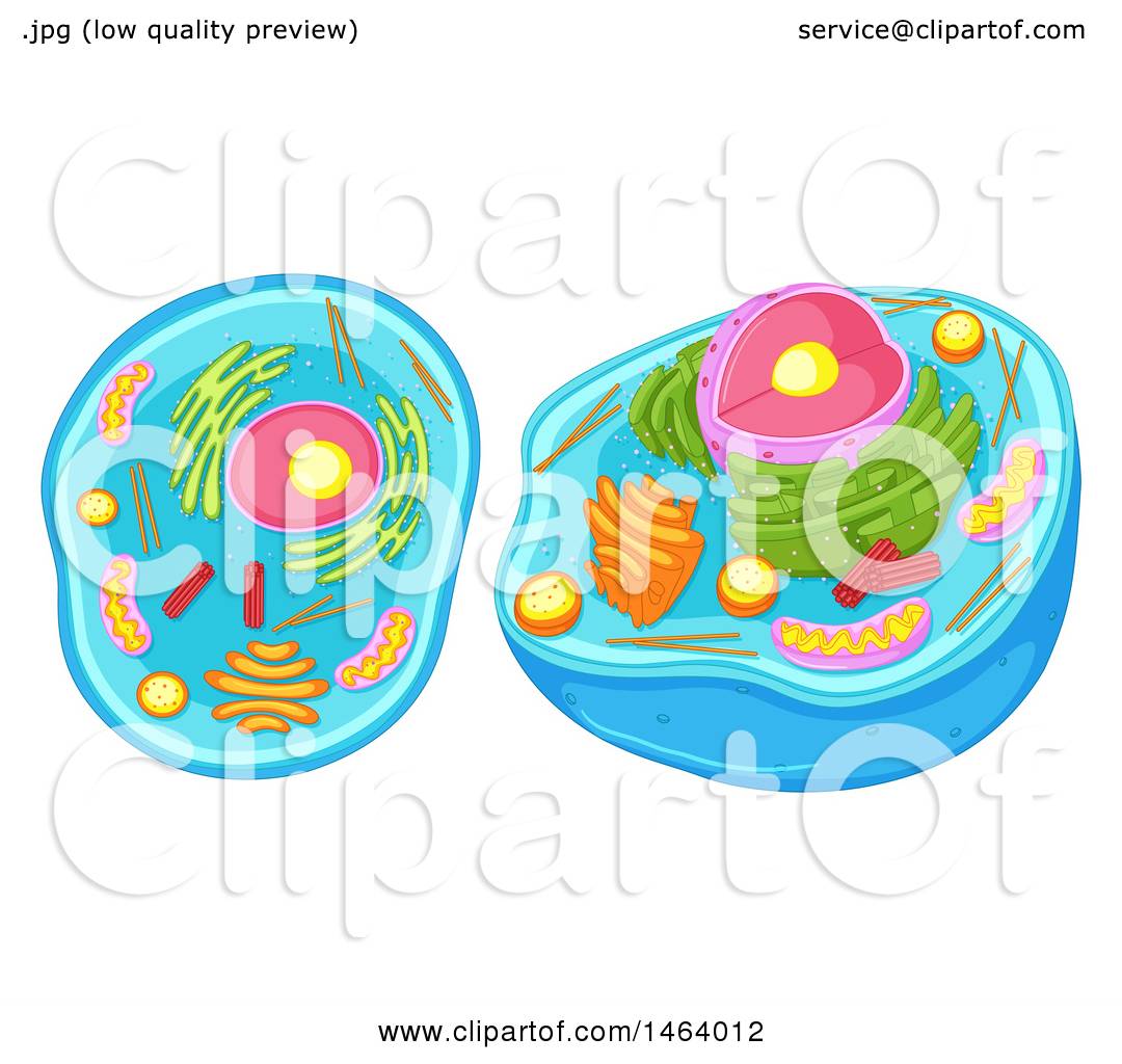 1080x1024 Clipart Of A Diagram Of An Animal Cell